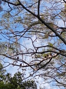Doves on a Jacaranda Tree
